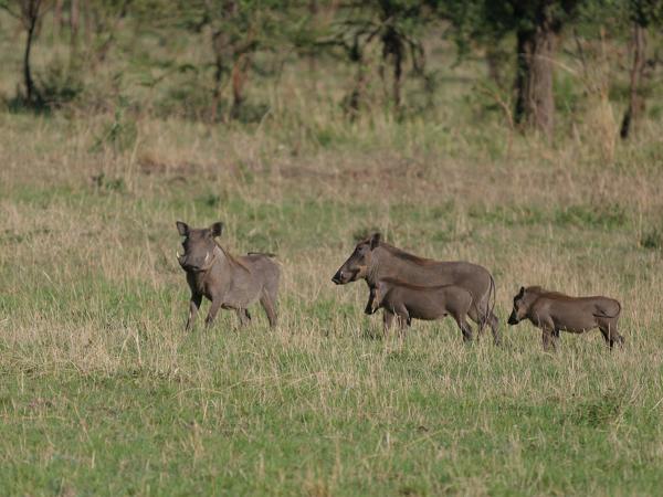 <h3><a href="/trips/tanzania/biota/animalia/chordata/mammalia/artiodactyla/suidae/phacochoerus africanus/phacochoerus africanus-nl.html">Phacochoerus&nbsp;africanus</a> / Common&nbsp;wart‑hog / Knobbelzwijn</h3>OM-1 Mark II met OLYMPUS M.150-400mm F4.5, 1/2000 sec  bij F4.5, ISO 320, afstand 134&nbsp;m